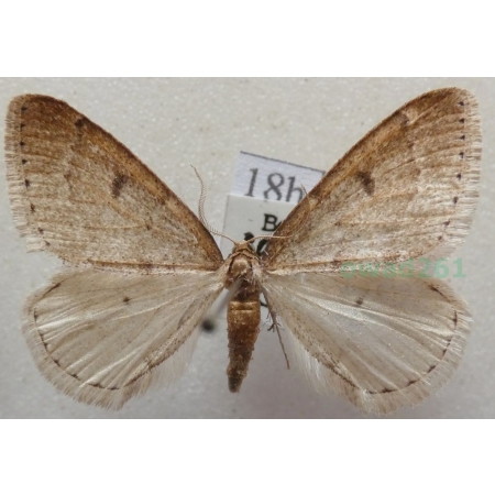 Alsophila aescularia (Denis & Schiffermüller, 1775) Nierównik kasztaniak Czech18h
